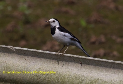 Amur Wagtail
This was the commonest White Wagtail seen in Hong Kong and Taiwan.
Location unknown